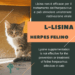 Lisina herpes gatto