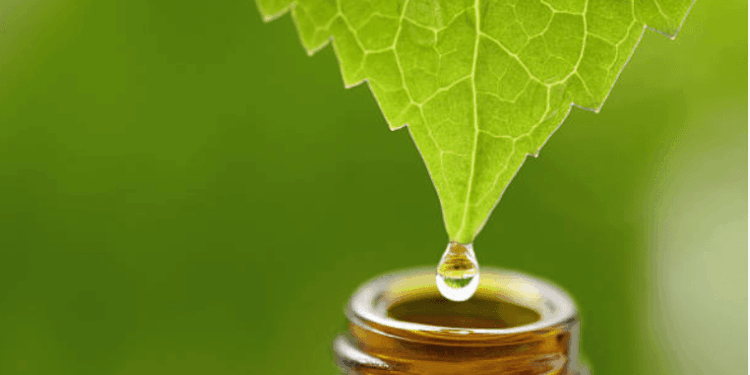 Antinfiammatorio omeopatico per gatti