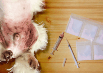 Dermatite cani rimedi naturali