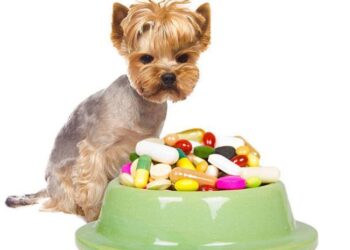 Migliori vitamine per cani Integratori naturali