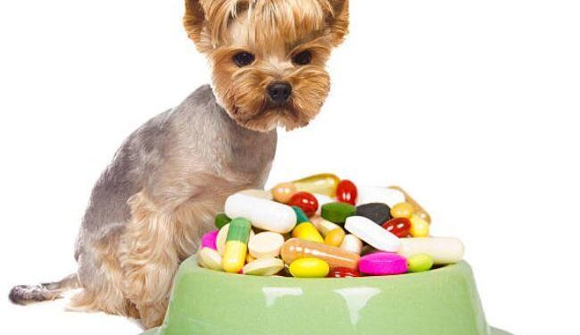 Migliori vitamine per cani Integratori naturali