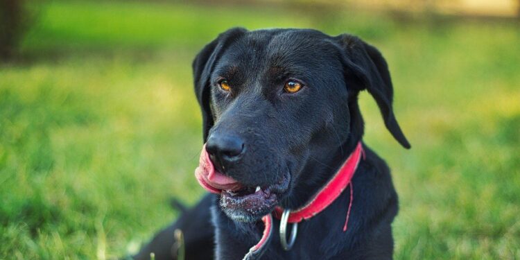 lokivetmab prurito cane