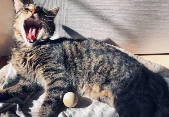 ciclosporina nel gatto