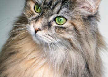 enzimi digestivi al gatto