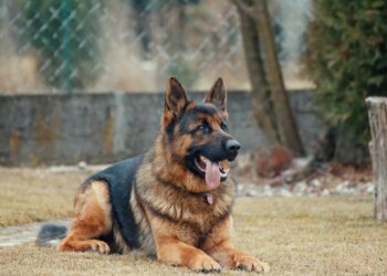 Enzimi pancreatici naturali per cane