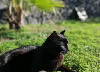 How to eliminate stones in dogs The 3 best herbs