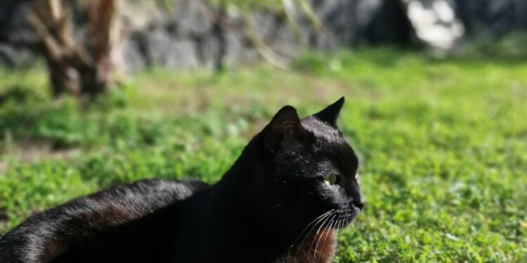 How to eliminate stones in dogs The 3 best herbs