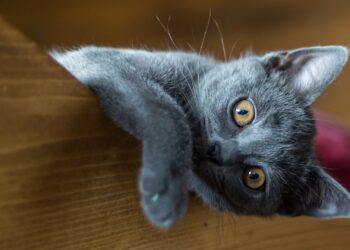 PEMF in Veterinary: Pulsed Electromagnetic Field Therapy