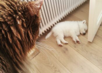 Kefir for dogs and cats Probiotic against Clostridium and Giardia