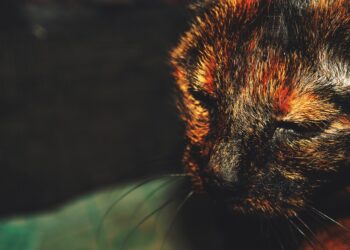 Bromelain for Dogs and Cats Benefits / Contraindications