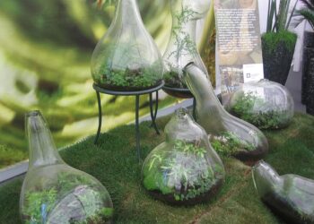 Herpesvirus in cats: Mycotherapy managing the infection naturally