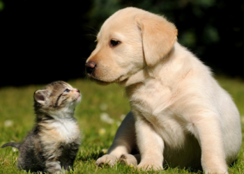 Melatonin for Dogs and Cats: Safe? Benefits and Tips