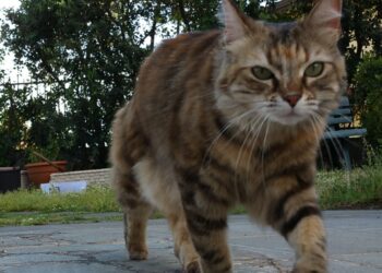 Cat Fibrosarcoma (Injection Sarcoma): The 3-2-1 Rule, Surgery and Electrochemotherapy