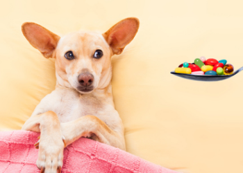 How to Treat a Lipoma in Dogs When to Operate: My Protocol and Natural Remedies to “Dissolve” It