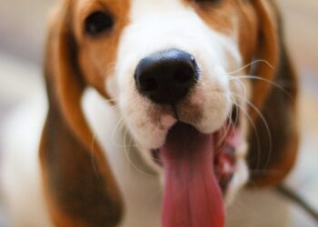 Canine Bladder Cancer (CBT): Symptoms, BRAF (Urine) Tests and Supportive Therapies