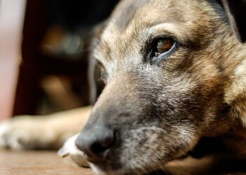 How to treat giardia in dogs with Probiotics, Diet and Natural Remedies