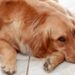Hysterical pregnancy in dogs Natural remedies