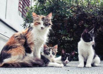 FeLV Cat Natural Cures Life Expectancy Recommended Supplements