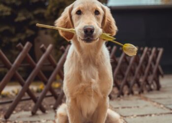 Dog Mammary Cancer: Symptoms, Life Expectancy and Natural Supportive Treatments