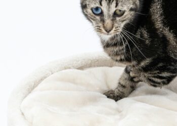 Cat Lymphosarcoma (Lymphoma): Symptoms, Therapies and Life Expectancy (Small vs Large Cells)