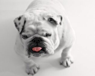 Gastroesophageal reflux dog cat (GERD) natural remedies