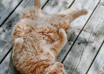 Cat Mammary Cancer: Symptoms, Life Expectancy and Natural Supportive Treatments