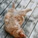 Cat Mammary Cancer: Symptoms, Life Expectancy and Natural Supportive Treatments
