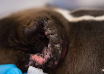 Malassezia Otitis in Dogs: Natural Remedies and Functional Holistic Strategies