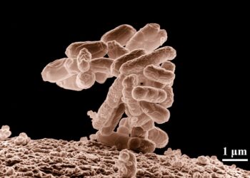 Probiotics for CKD in cats and dogs