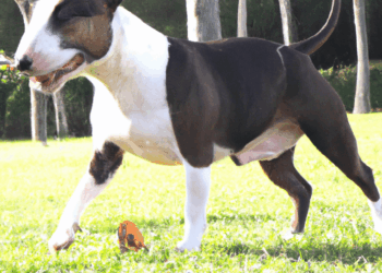 Dermatitis for Dogs: Natural Remedies for Itching and Redness