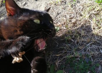 Lipoma Dog Natural Remedies