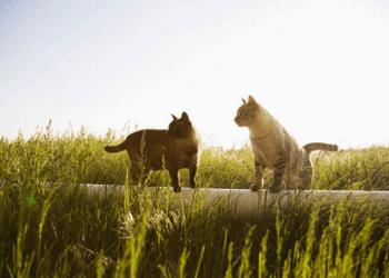 Managing Renal Failure in Cats: Effective Remedies