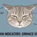 Pain in Cats with Cancer: How to Recognize It (Feline Grimace Scale) and Pain Relief Therapies