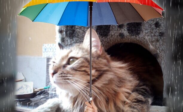 SAMe for dogs and cats