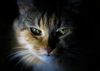 PKD in cats Polycystic kidney care Life expectancy