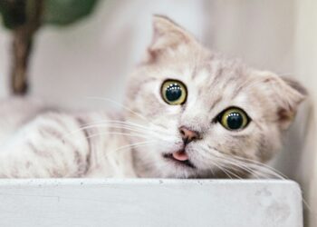 Cough in the cat natural remedies Bronchitis Asthma