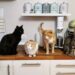 Dog and Cat Cancer: 15 “Spy” Symptoms to Recognize Immediately (and What to Do)