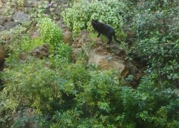 Natural Alternatives to Cortisone for Dogs and Cats
