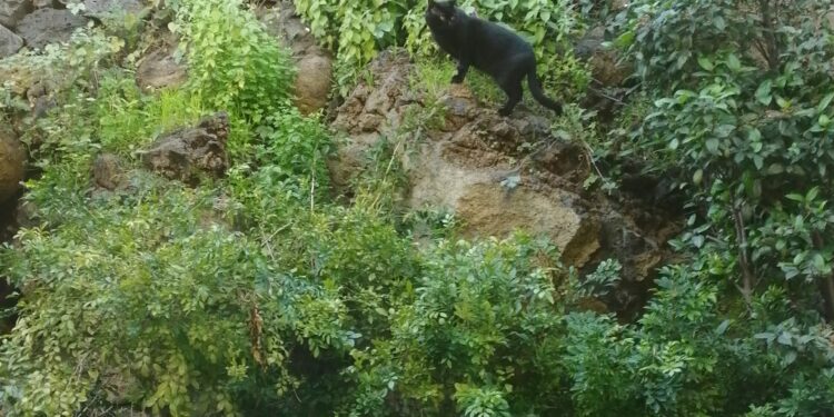 Natural Alternatives to Cortisone for Dogs and Cats