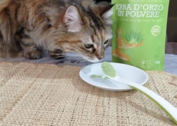 Barley Grass for Dogs and Cats